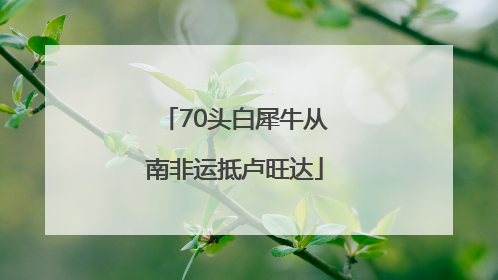 70头白犀牛从南非运抵卢旺达